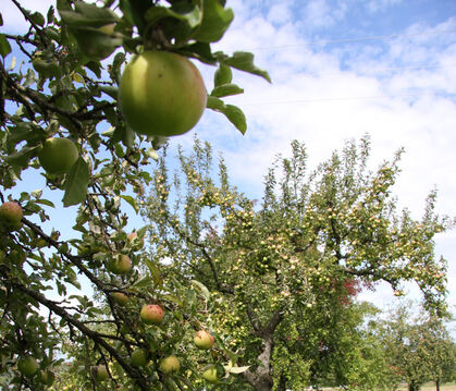 Der Apfel wird in der Mössinger Apfelwoche zum Kult-Objekt, das sich in Formen der Kunst und Literatur, kulinarisch veredelt ode