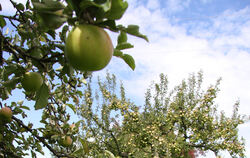 Der Apfel wird in der Mössinger Apfelwoche zum Kult-Objekt, das sich in Formen der Kunst und Literatur, kulinarisch veredelt ode