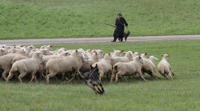 Bonie rennt, Michael Thonnet zeigt ihr, wohin: Die Schäfer und ihre Hunde sind eingespielte Teams. FOTOS: SCHRADE