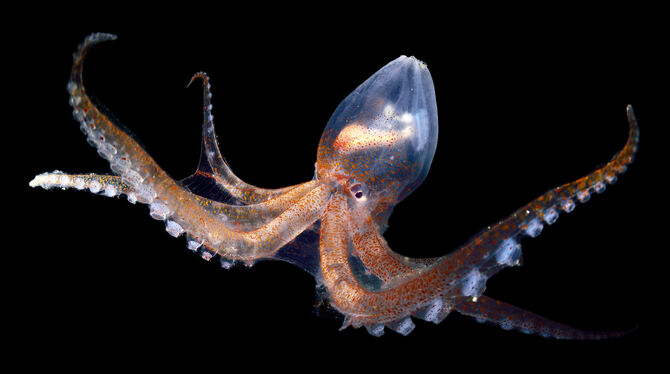 Der Glaskrake tarnt sich durch Durchsichtigkeit.Foto: Zankl Der Glaskrake tarnt sich durch Durchsichtigkeit.Foto: Zankl