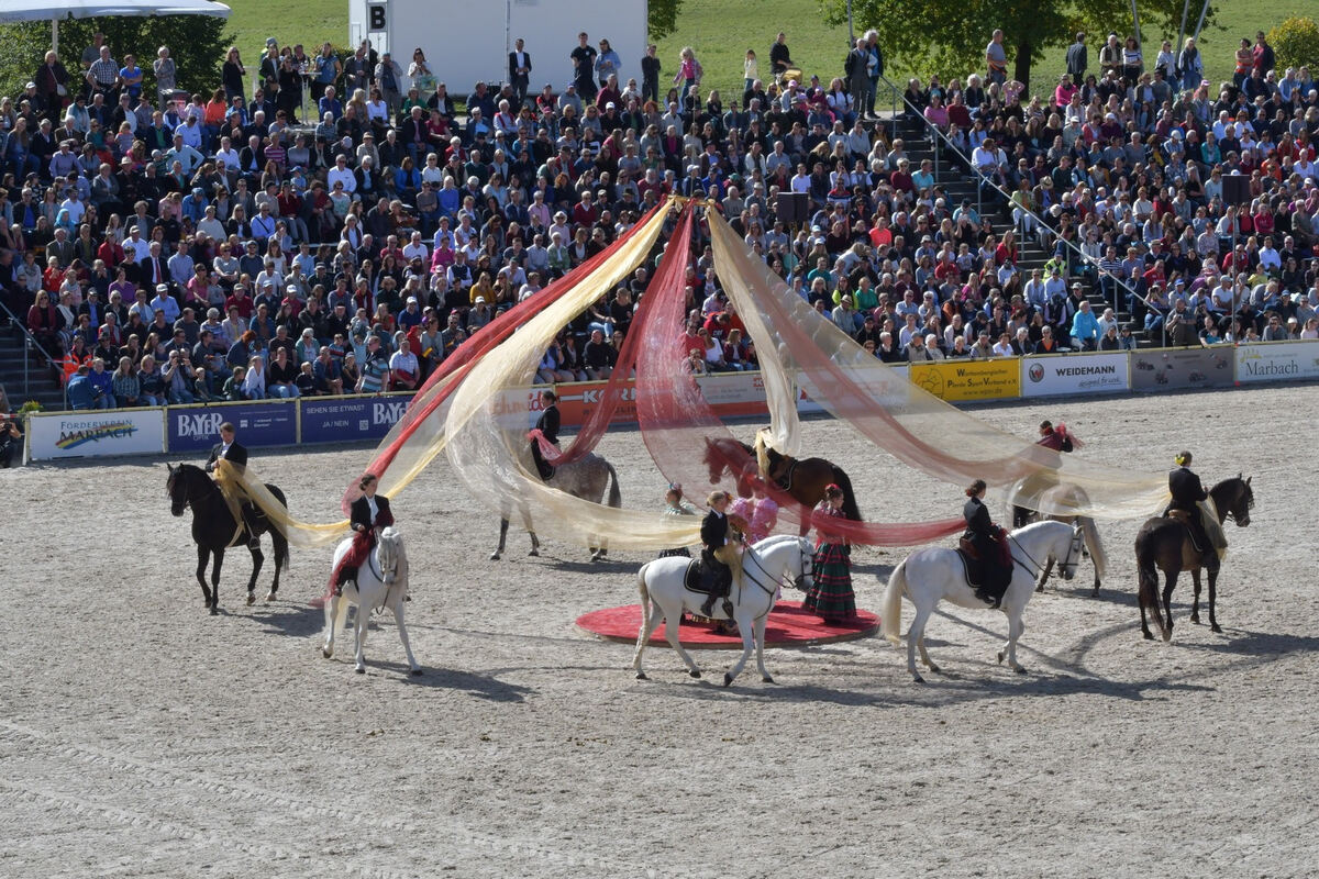 hengstparade_marbach_2019_meyer_37