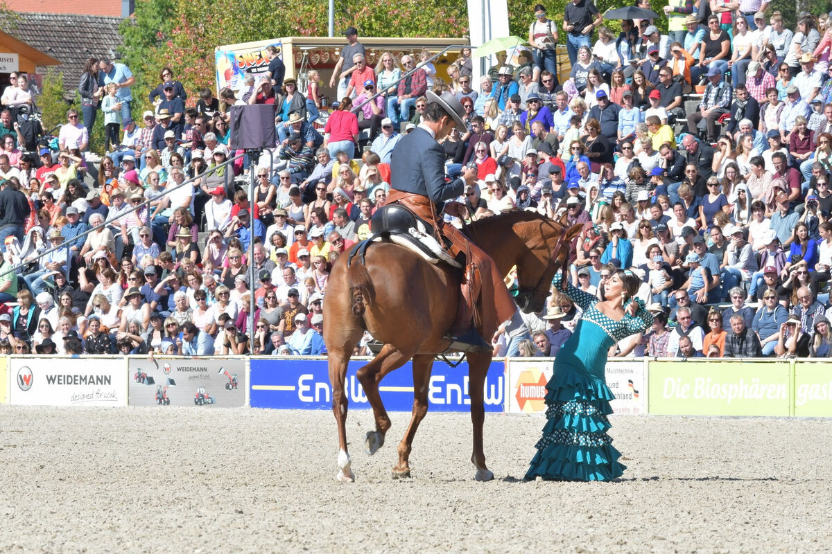 hengstparade_marbach_2019_meyer_46