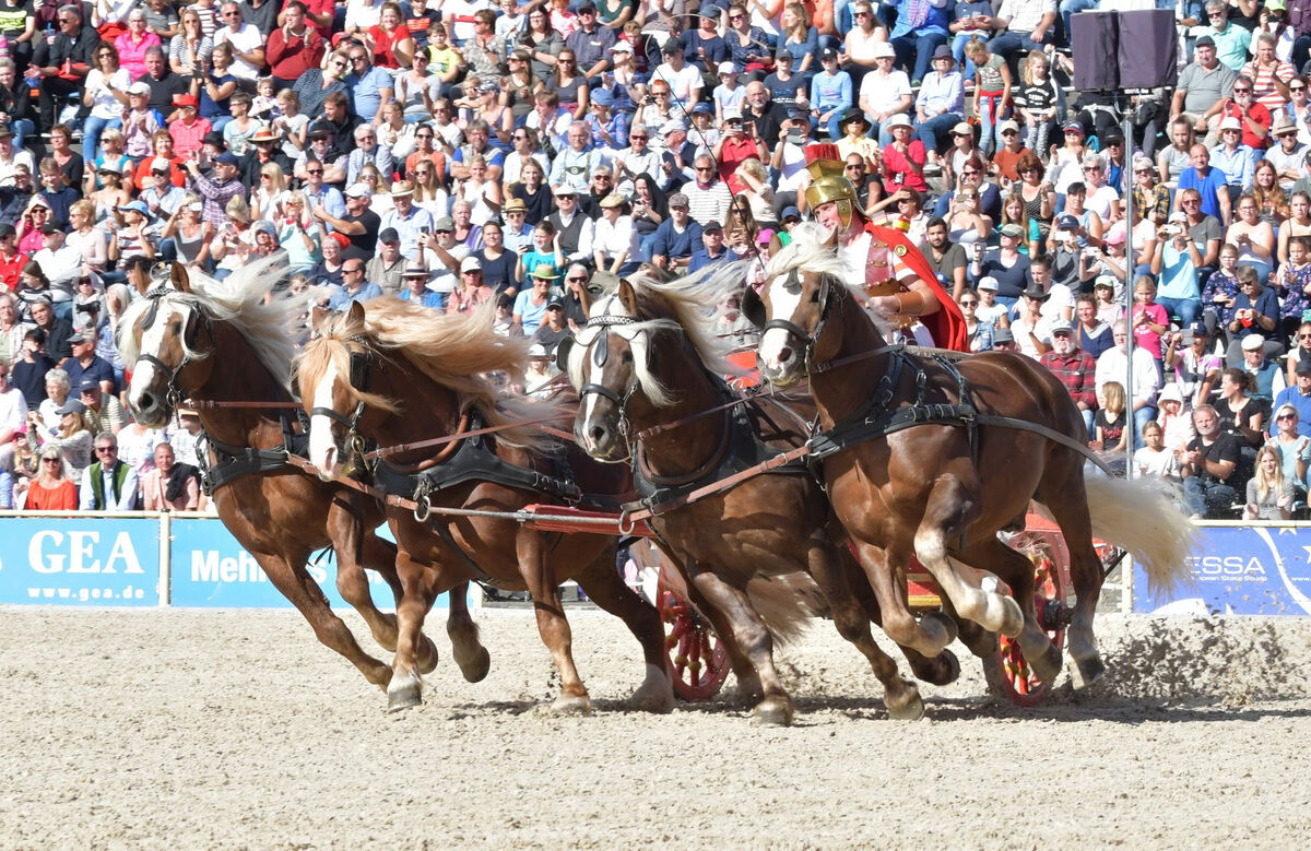 hengstparade_marbach_2019_meyer_12