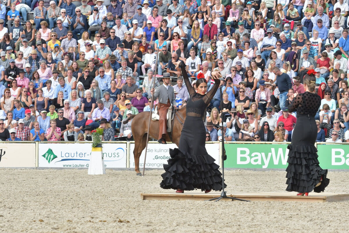 hengstparade_marbach_2019_meyer_14