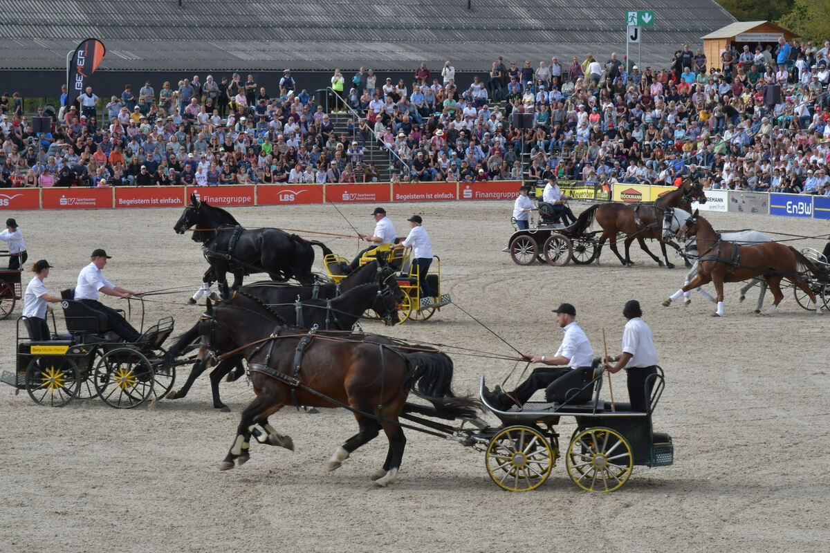 hengstparade_marbach_2019_meyer_15
