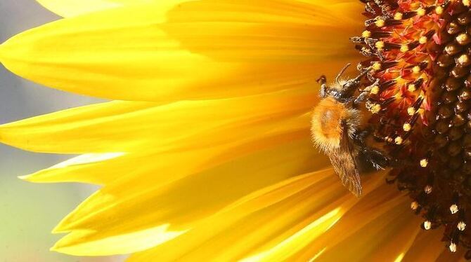 Sonnenblume in der Sonne