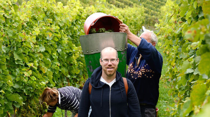 GEA-Redakteur Malte Klein hilft bei der Weinlese und trägt die Trauben zum Anhänger. Wengerter Heinz Reusch (links, rechtes Bild