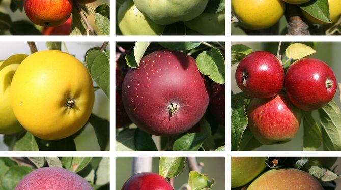 Sie sehen völlig unterschiedlich aus, fühlen sich unterschiedlich an und schmecken unterschiedlich: Äpfel. Jetzt werden sie in U