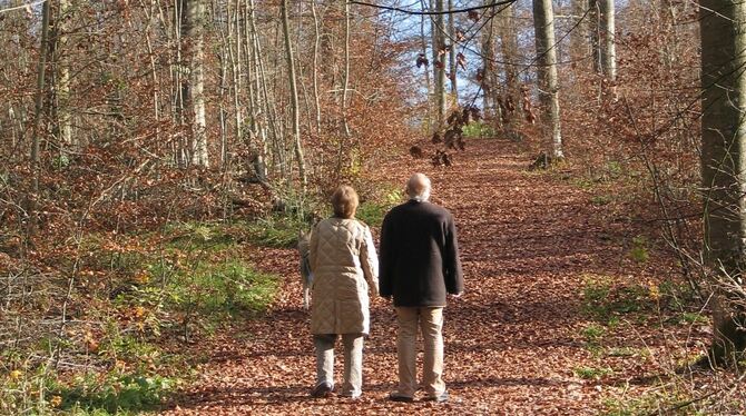 Herbststimmung im Friedwald Münsingen: Mit dem viel frequentierten Stadtwald in Reutlingen lässt sich die ruhige Waldfläche kaum