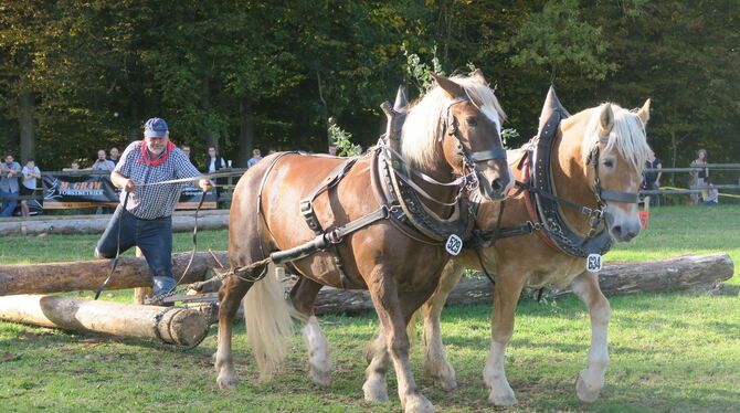 Richard Wöhr transportiert beim Fuhrmannstag einen 200 Kilogramm schweren Baumstamm mit seinen Pferden. Sie müssen das Holz unte