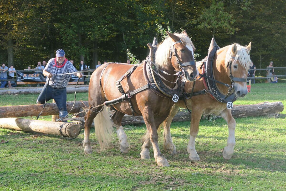 fuhrmannstag_pliezhausen_2019_klein_31