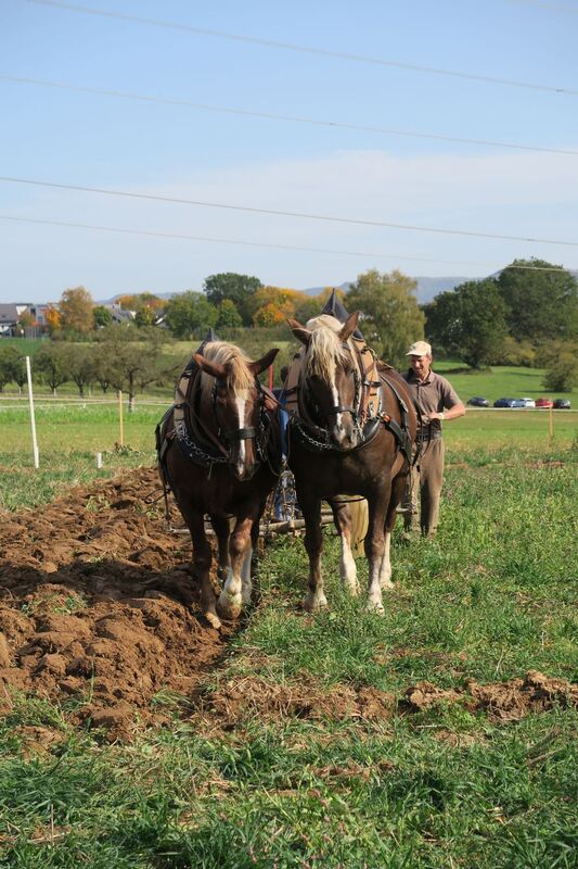 fuhrmannstag_pliezhausen_2019_klein_3
