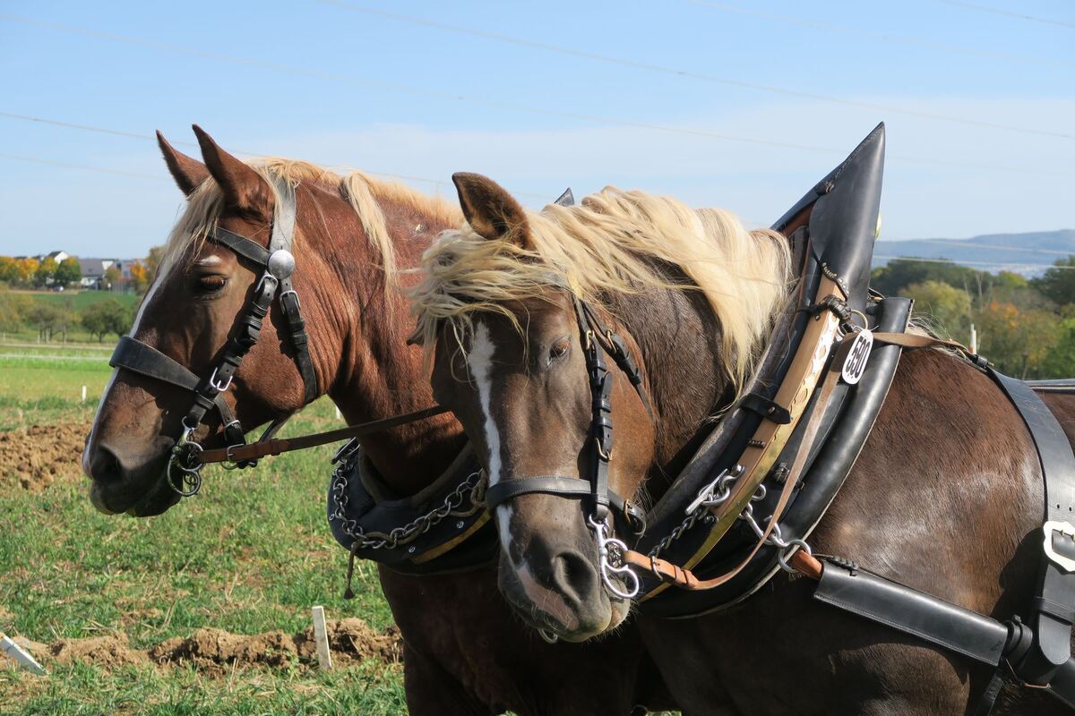 fuhrmannstag_pliezhausen_2019_klein_5