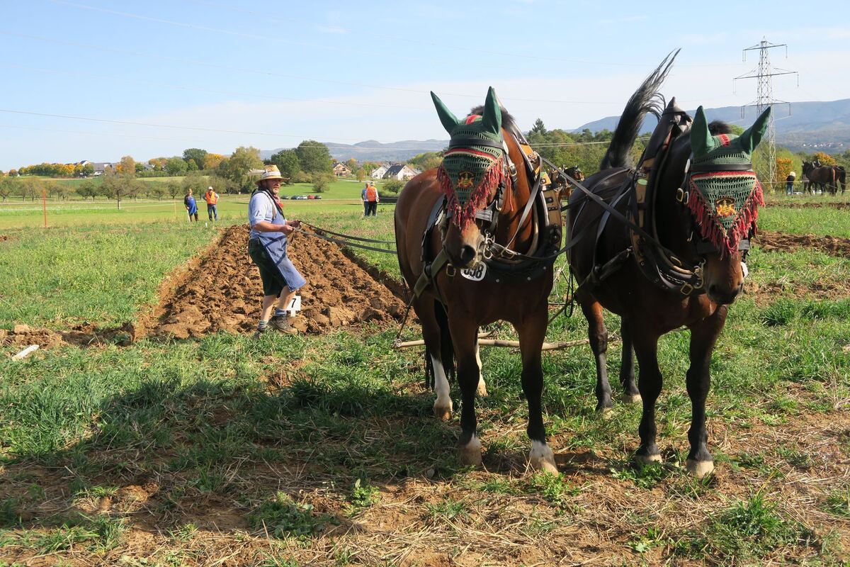 fuhrmannstag_pliezhausen_2019_klein_6