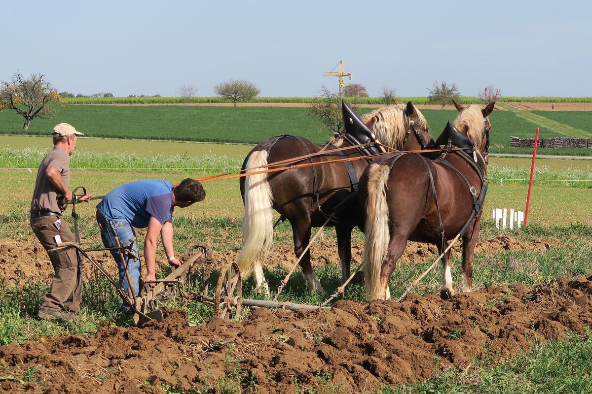 fuhrmannstag_pliezhausen_2019_klein_9