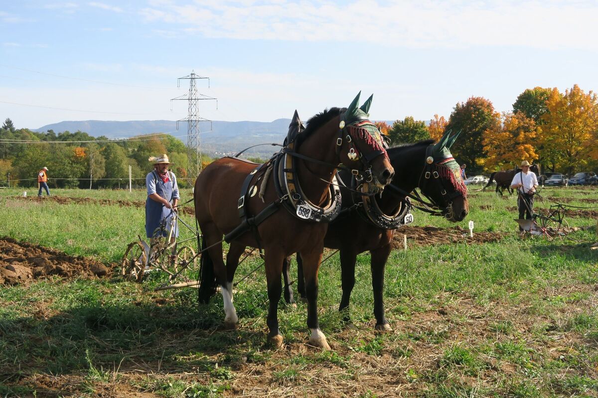 fuhrmannstag_pliezhausen_2019_klein_10