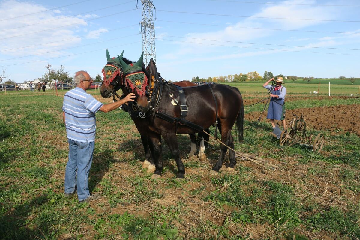 fuhrmannstag_pliezhausen_2019_klein_13