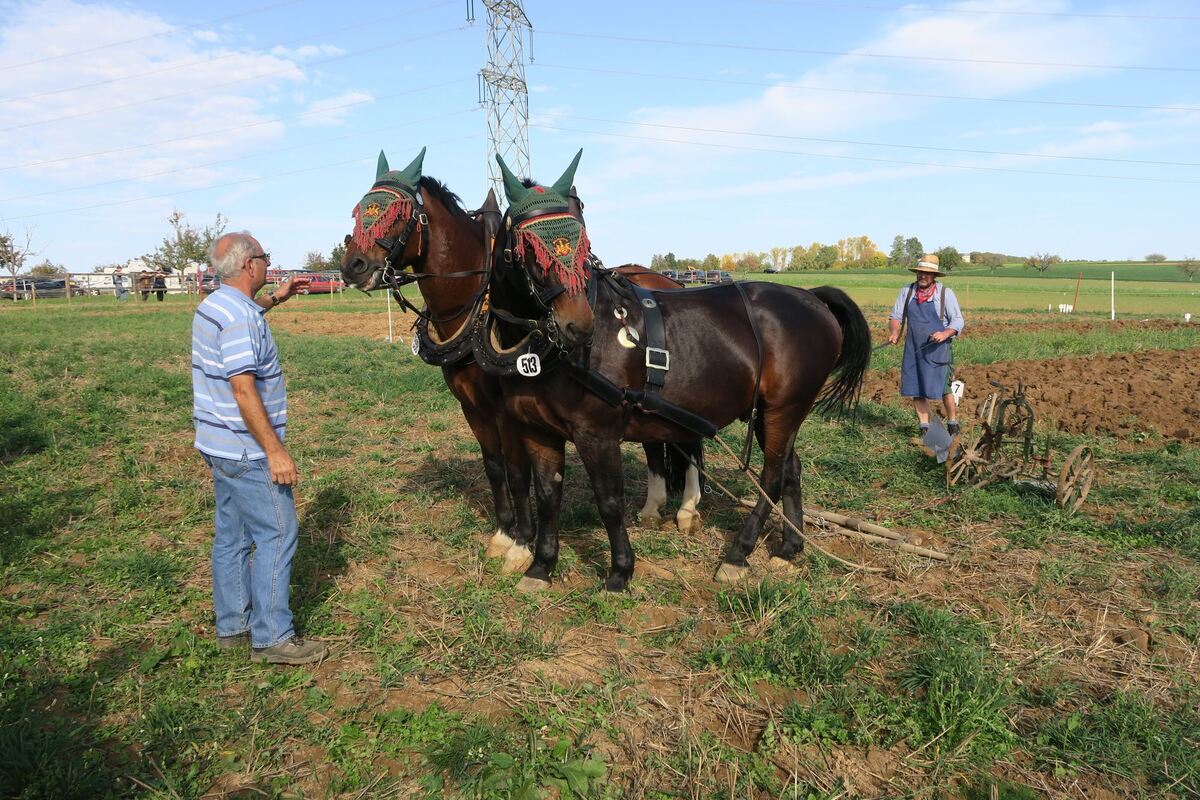fuhrmannstag_pliezhausen_2019_klein_14