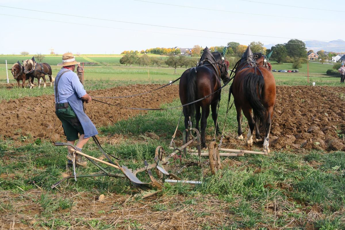 fuhrmannstag_pliezhausen_2019_klein_15