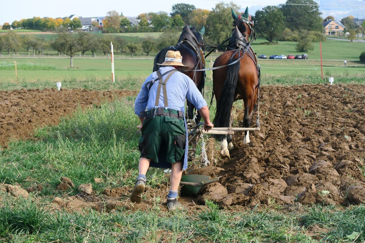fuhrmannstag_pliezhausen_2019_klein_16