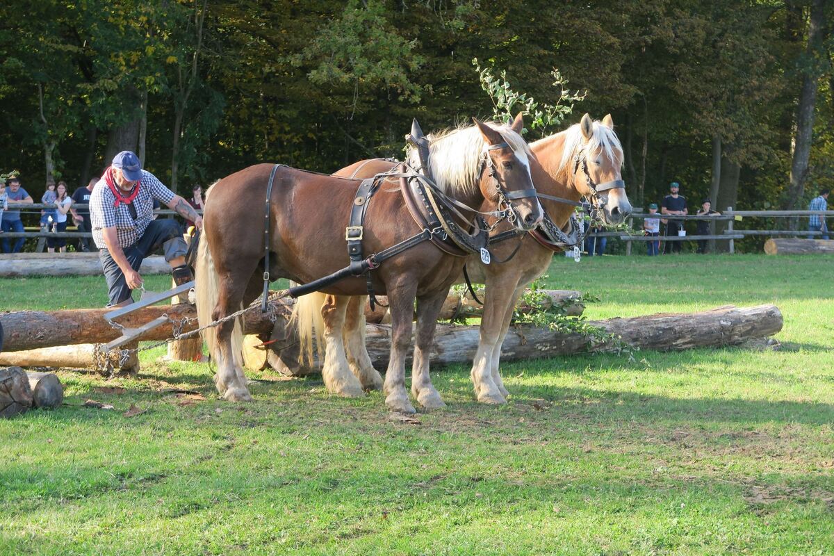 fuhrmannstag_pliezhausen_2019_klein_30