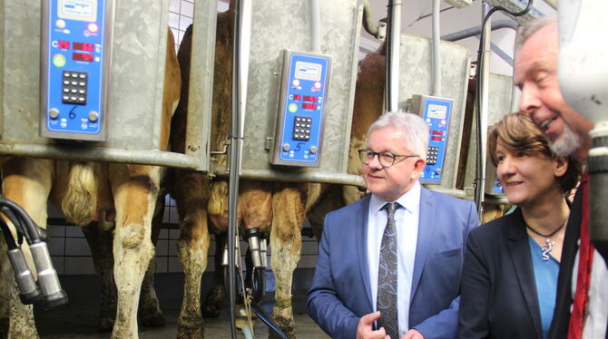 Justizminister Guido Wolf und Finanzstaatssekretärin Gisela Splett mit MdL Karl Zimmermann im Melkstand in Maßhalderbuch.  FOTO: