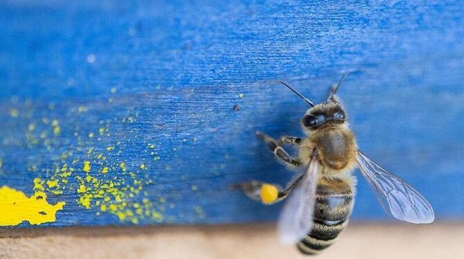 Eine Honigbiene krabbelt auf einem Holzbrett