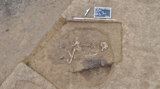 Hockerbestattung einer Frau bei  Ausgrabungen in Ammerbuch:  Archäologische Ausgrabungen bei Ammerbuch-Pfäffingen bringen  Gräbe
