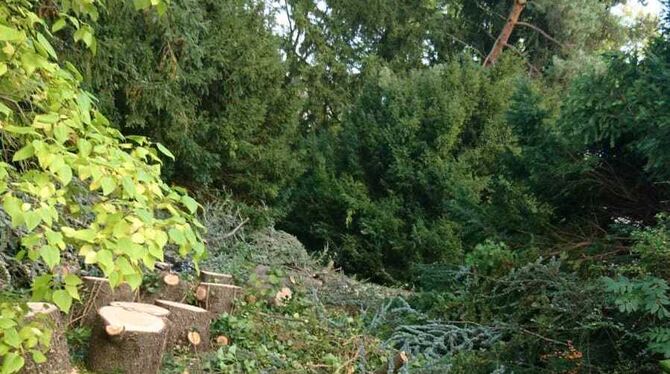 Kahlschlag am Kammweg: Ein Reutlinger Immobilienhändler ließ gestern am Kammweg noch schnell einen alten Baumbestand eliminieren