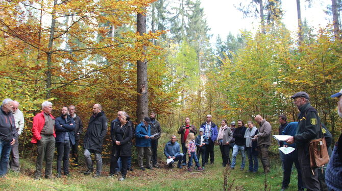 Unten Buche, oben Fichte: Einen für Spaziergänger wie für Forstleute erfreulichen Bestand besichtigten Gomadingens Gemeinderäte