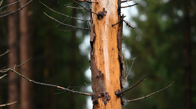 Kleines Tier, große Wirkung: Der Borkenkäfer schafft auch gesunde Bäume in kurzer Zeit. FotoS: DPA/ Adobe Stock