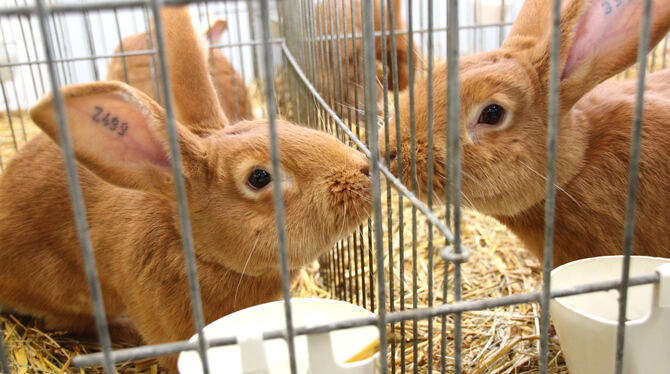 Zwei von rund  90 Tieren  bei der Schau: Burgunder-Kaninchen.  FOTO: LEIPPERT