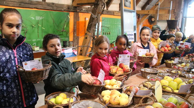 »Streuobstkids« beim Verkosten von Äpfeln im Obstbaumuseum Glems. Foto: Oechsner