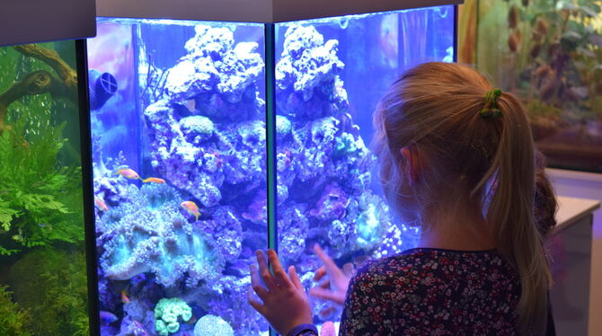 Fische, Schlangen, Echsen, Amphibien und Insekten sind bei der Aquarien- und Terrarienausstellung in Mössingen im Kleintierzücht