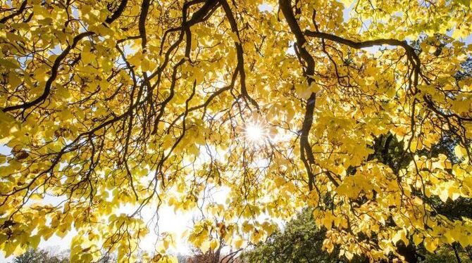 Sonne strahlt durch Blätter eines Baumes