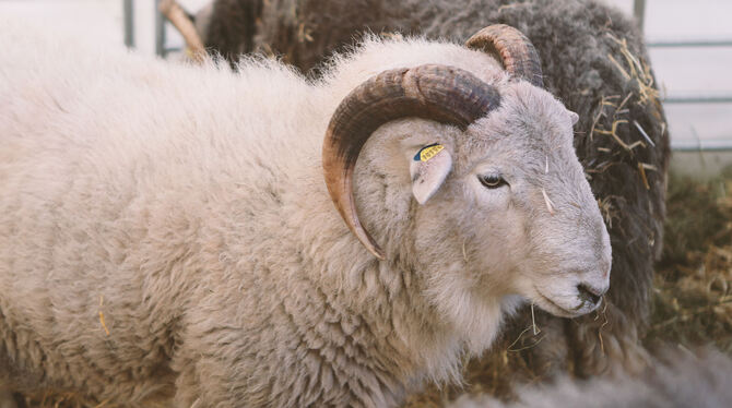 Schafe, Schafe, Schafe: Bei der Messe Slow Schaf gibt es viele der tierischen Landschaftspfleger der Schwäbischen Alb zu sehen.
