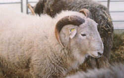 Schafe, Schafe, Schafe: Bei der Messe Slow Schaf gibt es viele der tierischen Landschaftspfleger der Schwäbischen Alb zu sehen. 
