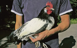 In der Anlage der Kleintierzüchter in Neuhausen leben bis zu 50 Hähne. Den Klägern ist das Krähen zu laut.archivfoto: Klein