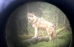 Wolf im Fokus