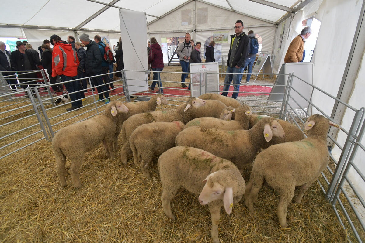 schoenundgut_2019_meyer_2