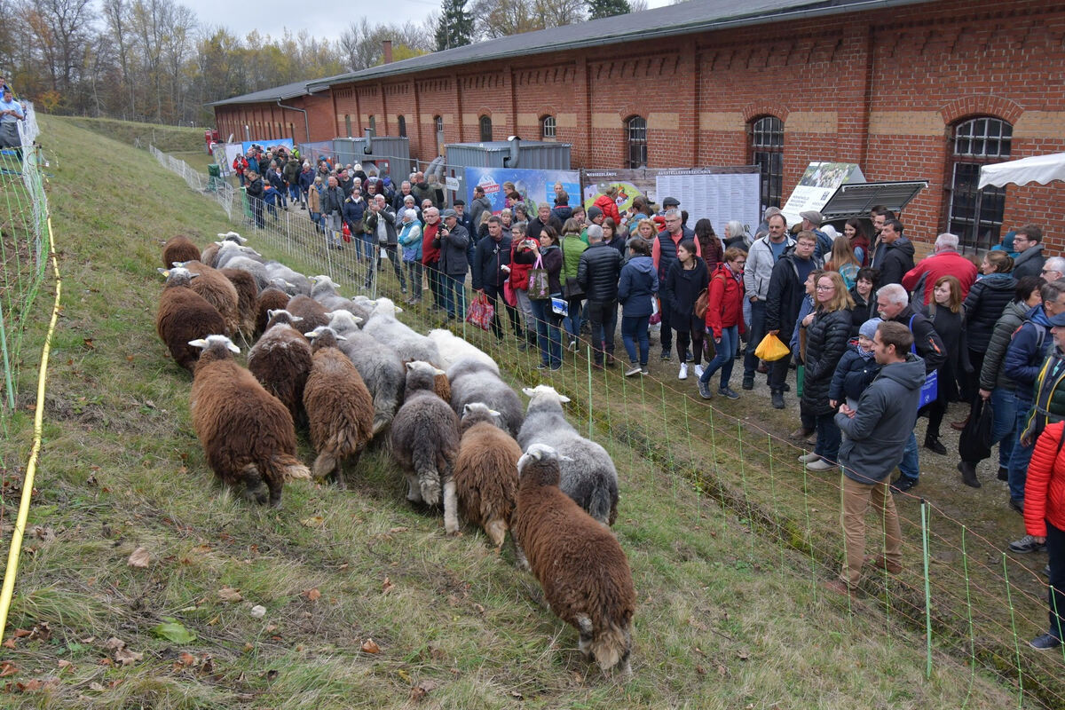 schoenundgut_2019_meyer_55