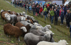 Die Messe schön & gut/Slow Schaf ist eröffnet, Besucher strömen in Massen ins Alte Lager. Anziehungspunkt sind die fast 200 Auss