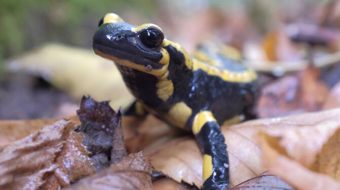 Der Naturschutzbund Nabu Metzingen sorgt sich um die Feuersalamander. FOTO: DPA
