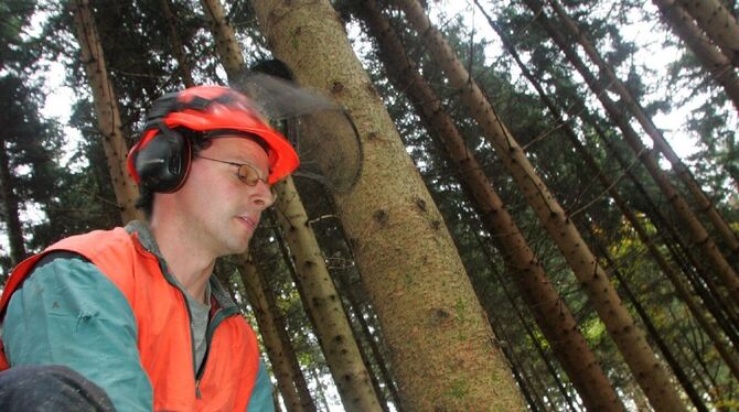 Bei Nadelbäumen mussten die Waldarbeiter im Wannweiler Forst seltener die Säge ansetzen.  FOTO: DPA