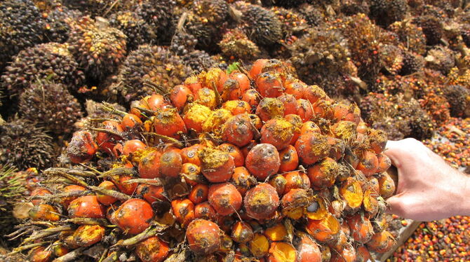 Palmöl ist das ergiebigste Pflanzenöl der Welt. Ein Baum produziert im Jahr rund 15 Fruchtstände, jeder davon voll mit Dutzende