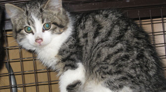 Eine Katze. Eine Katze.