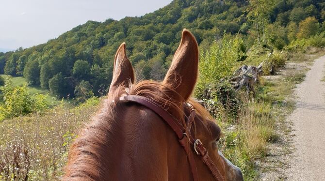 Westernreitern aus der Reiterperspektive: das Pferd von Carlin Tränkner.  FOTO: ZMS