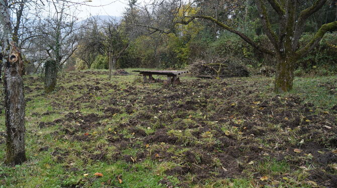 Oberhalb der Steinenbergstraße haben Wildschweine sich bis an die Häuser herangearbeitet.