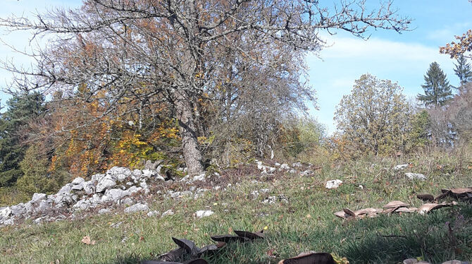 Schön, aber durch Schädlinge und Klima gefährdet: der Wald.  FOTO: SCHRADE