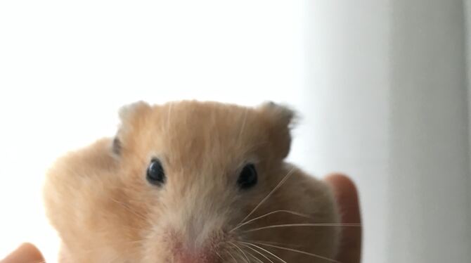Julia gibt ihrem Hamster Salatblätter zu essen. FOTOS: ZMS